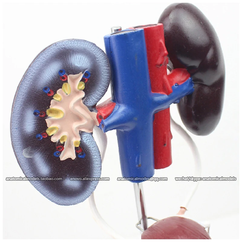 

12423 / Life Size Human Male Urogenital System Model, Medical Science Educational Anatomical Models
