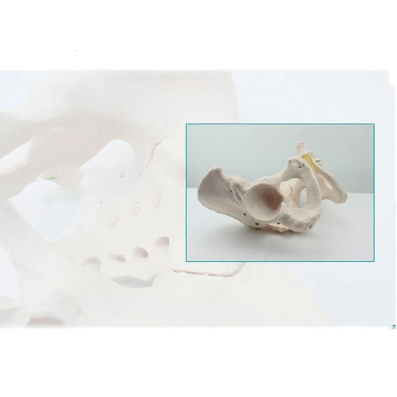 Модель медицинского человеческого тела Hi Q из ПВХ для анатомии таза модель