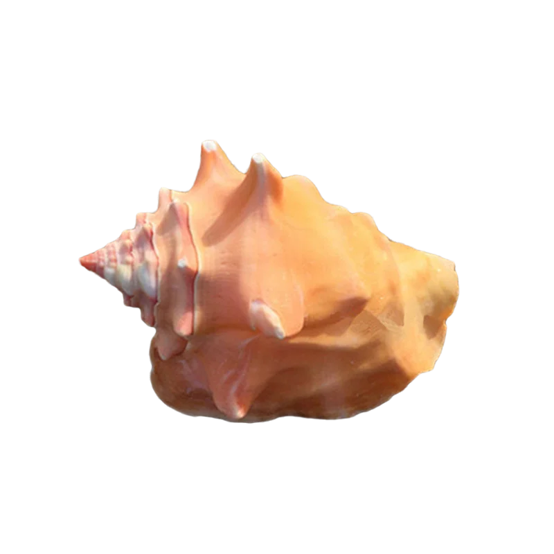 

Lobatus gigas натуральные раковины для рукоделия, змеи 7-10 см, аквариум, искусственные морские раковины, украшение для дома и свадьбы