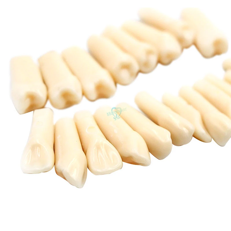 28 шт. моделирование зуба зубочистка модель для стоматолога обучение высокое