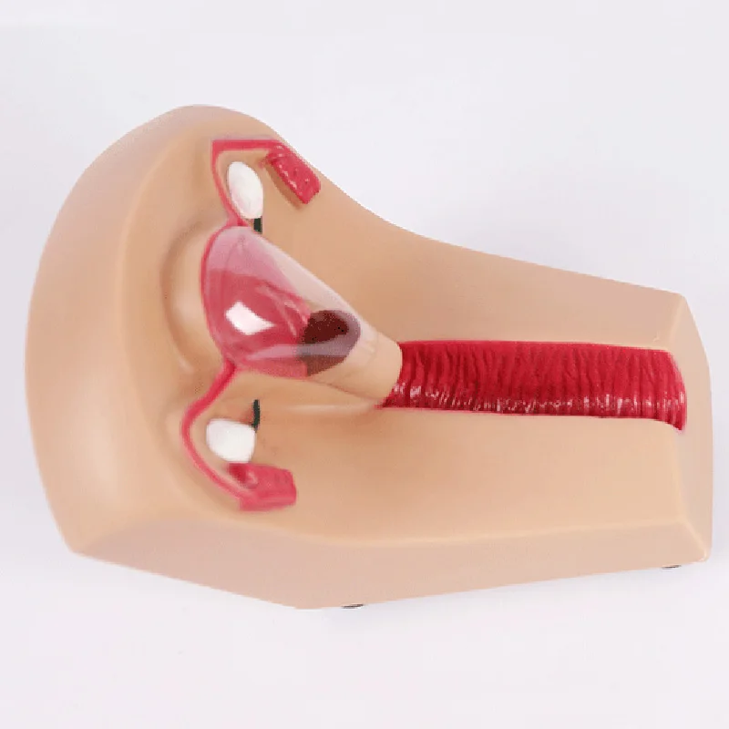 Шиньон женский ВМС внутриматочное контрацепции Учебная модель медицинские