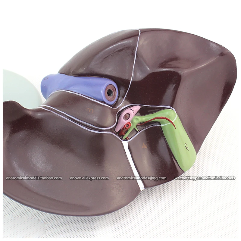 

12545 / Human Natural Life Size Liver Simulation Model, Medical Science Educational Teaching Anatomical Models