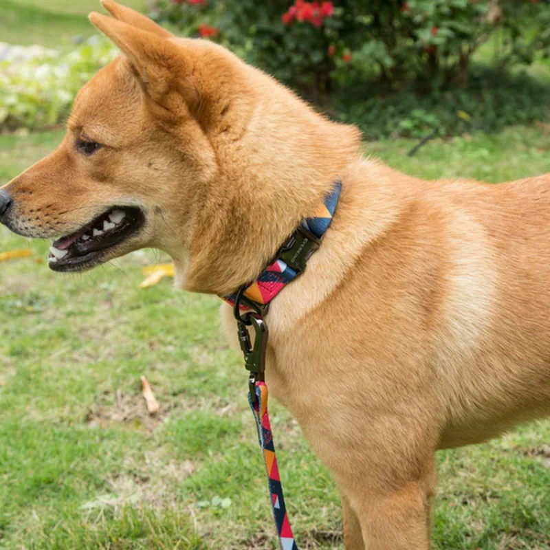 Ошейник и поводок для домашних животных набор из полиэстера цветные