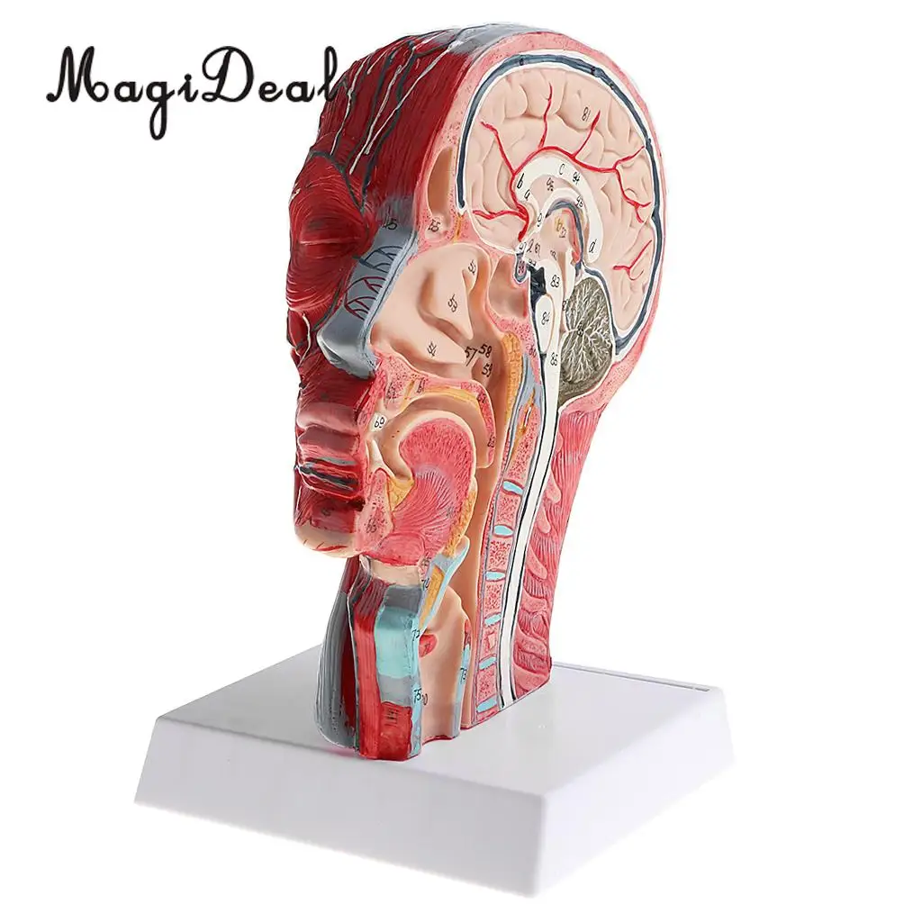 

1:1 Human Head Skeleton W/Neck Vessel Nerve Skeleton Demonstration Model Laboratory Ornament School Medical Teaching Tool