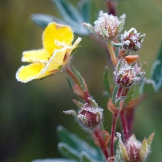 Ice crystals on flowers Jasper National Park Canada Poster Print by Raymond Klass (19 x 28) | Дом и сад