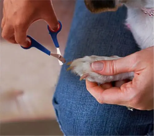 Hot Sale Dog Cat Pet Claw Toe Nail Stainless Steel Cutter Clipper Trimmer Grooming Scissor Shear Groomer Nailclippers | Дом и сад