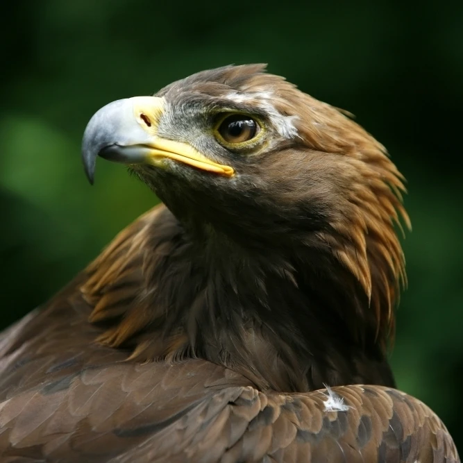 Лицо золотого орла (Aquila Chrysaetos) плакат печать (34x22)|Таблички и знаки| |