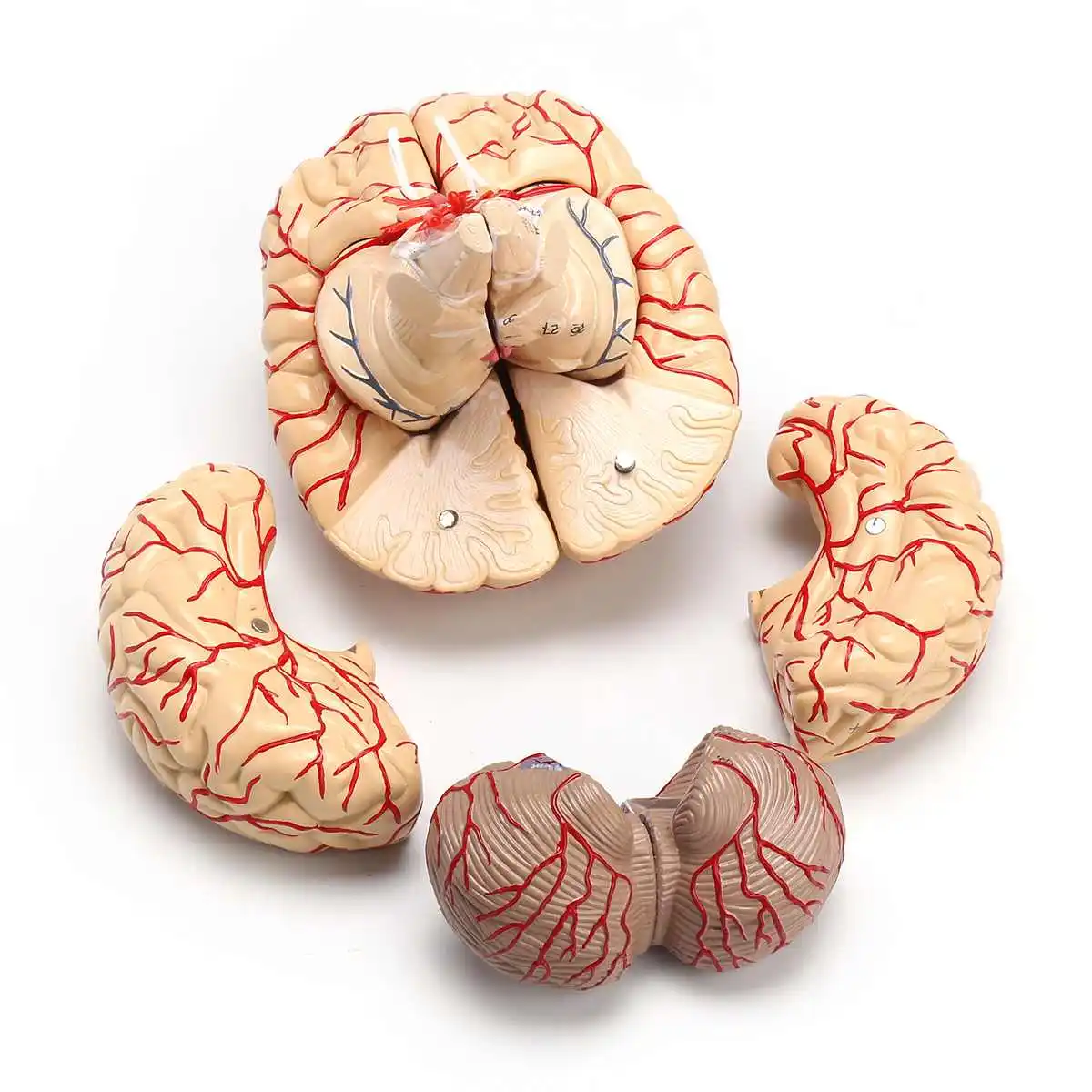 

1:1 Life Size Human Brain Model With Arteries Anatomical Medical Organ Anatomy Model School Educational Medical Science Teaching