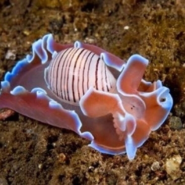 Molluskmarine life постер печать Jaynes Gallery (26x18)|Таблички и знаки| |