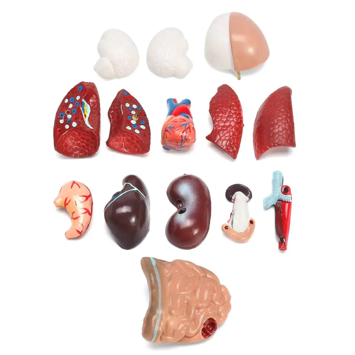 

Human Torso Body Model Anatomy Anatomical Medical Internal Organs For Teaching Detachable Educational Medical Science Model New