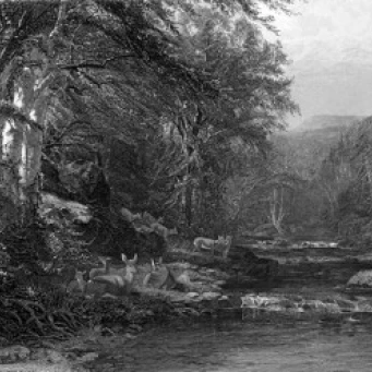 Adirondack Woods ca. 1874 Джеймс МакДугал Харт (1828 1901 американский) травление плакат печать