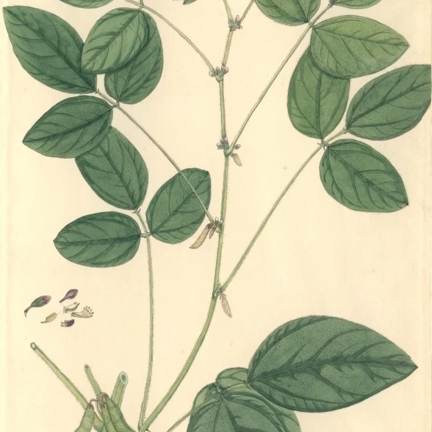 Glycine Max Soybean постер печать Мэри Эванс музей естественной истории (24X36)|Таблички и