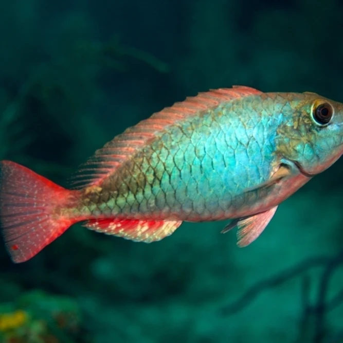 Поплавки Parrotfish Redband неподвижно у побережья Key Largo Florida Poster Print (34x22)|Таблички и знаки|