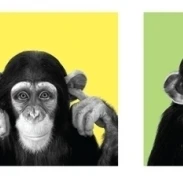 See No Evil Hear Spe постер печать (36x12)|Таблички и знаки| |