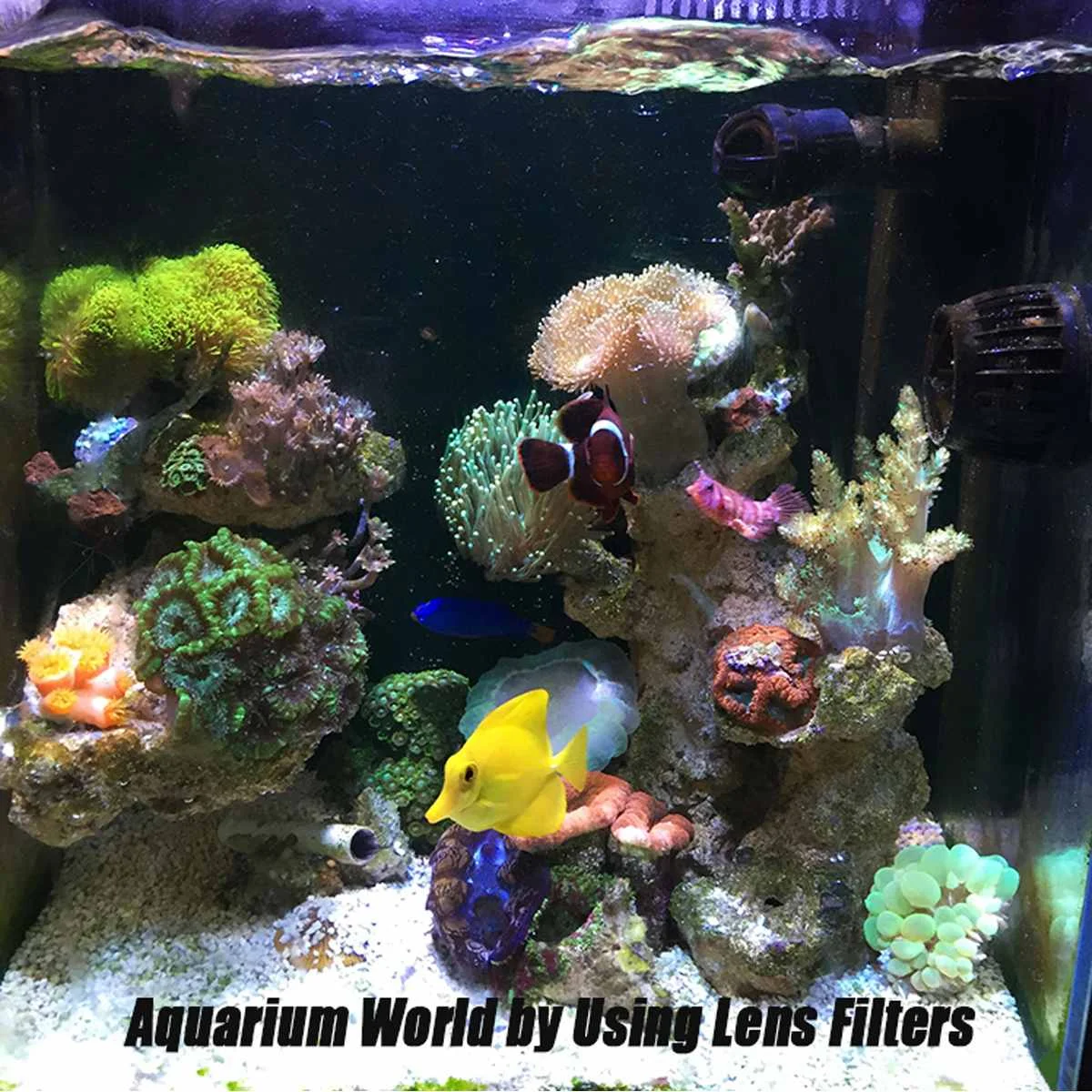 aquarium fish tank coral reef lens phone camera filters lens 1 macro lens fish aquatic terrarium accessories free global shipping