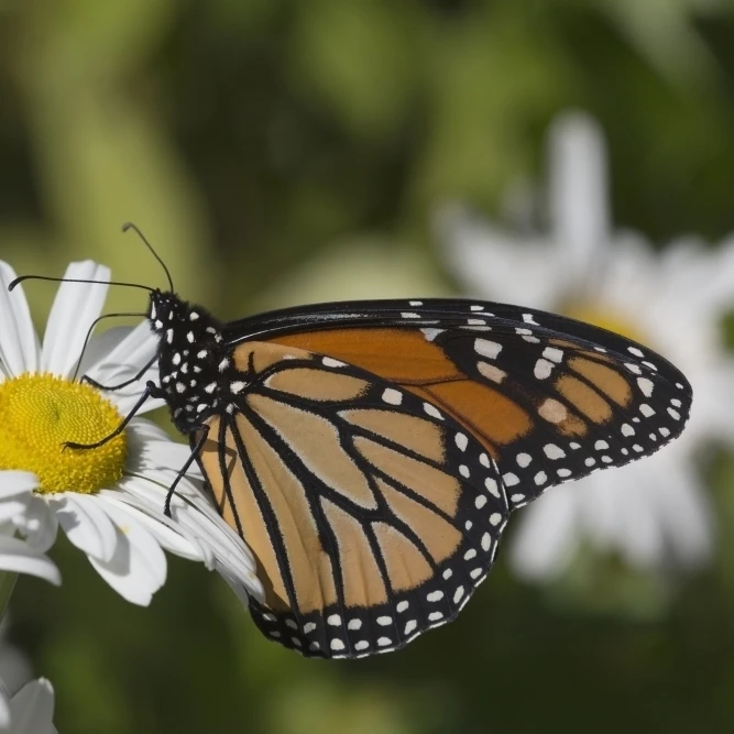 Monarch Butterfly nectaring on a Montauk Daisy in autumn Мэдисон Коннектикут Соединенные Штаты Америки