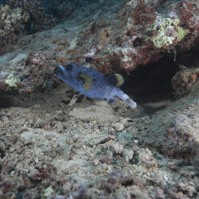 Черно пятнистая печать плаката Fiji (34x22)|Таблички и знаки| |