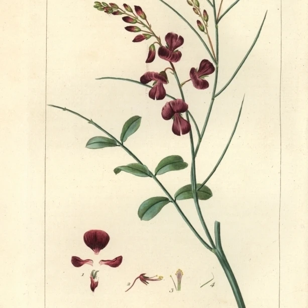 Печать плаката Indigofera Juncea от Florilegius Mary Evans (18X24)|Таблички и знаки| |
