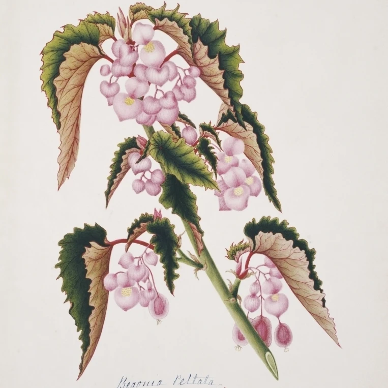 Begonia Peltata подставка в виде листика кувшинки Бегония плакат печать Мэри Эванс