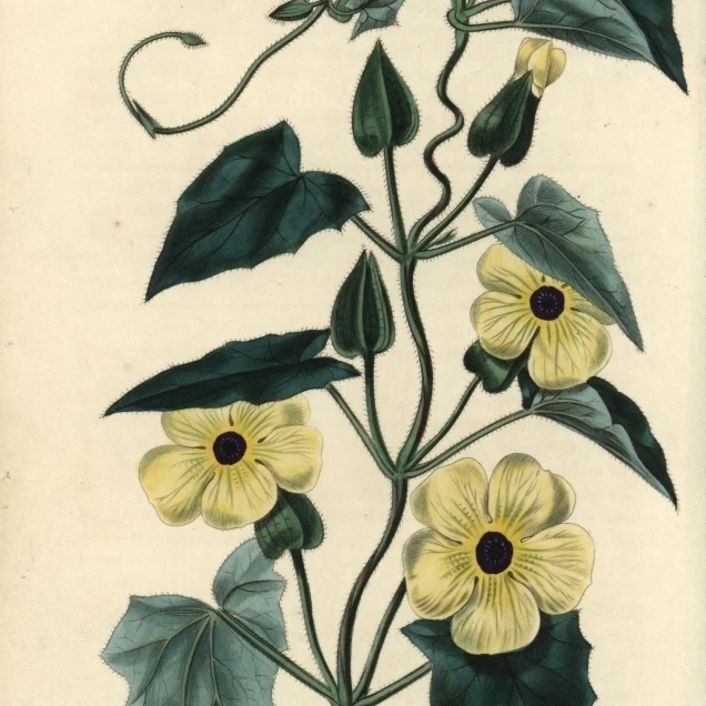 Желтые цветы и листья с черными глазами Susana плакат печать Florilegius Mary Evans