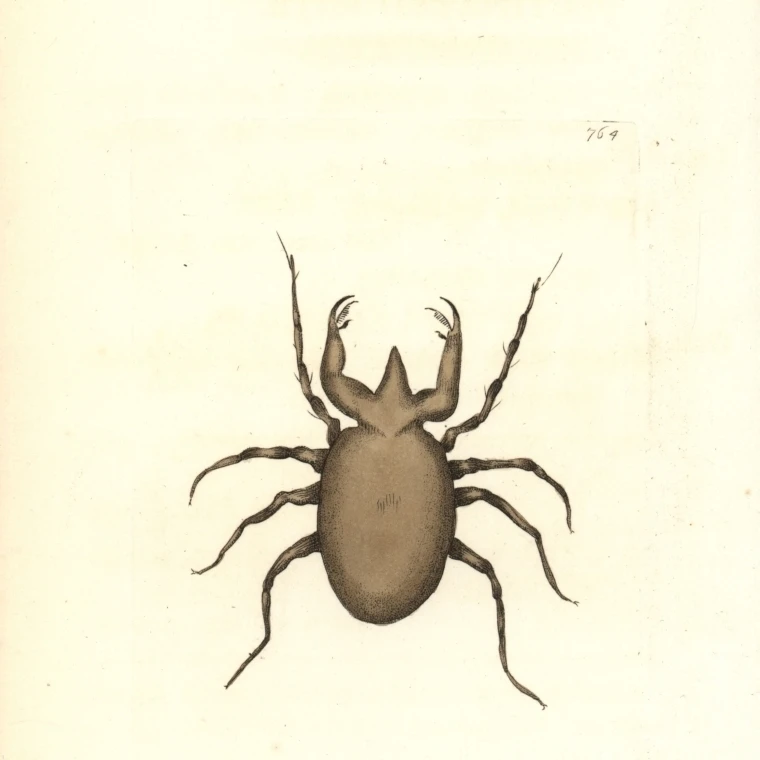 Постер с принтом клеща Acarus Pectinatus от Florilegius Mary Evans (18X24)|Таблички и знаки| |