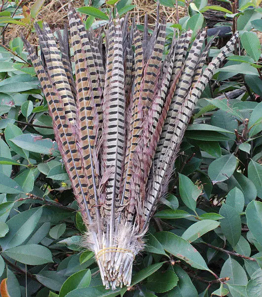 

Wholesale 20pcs high quality Lake blue pheasant feather 20-22 inch 50-55 cm DIY jewelry decoration of various colors