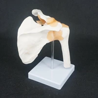 medical study teaching supplies life size master human anatomy skeleton anatomical shoulder bone muscle joint model