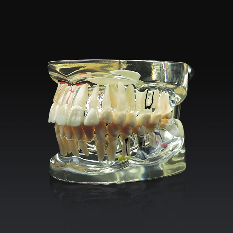 Стоматологическая Исследование Учебная модель стоматологического Стандартный