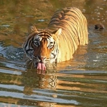 Королевский Бенгальский Тигр в воде Ranthambhor национальный парк Индия печать Jagdeep
