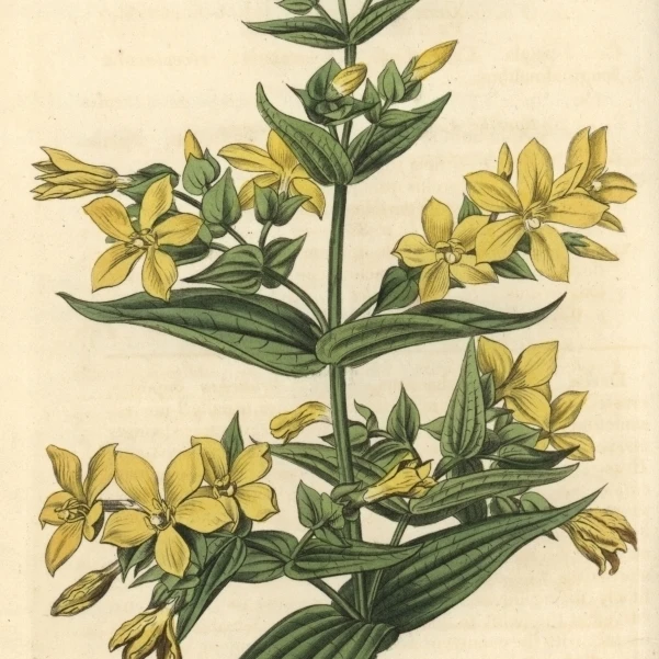 Clammy Gentian Gentiana Viscosa постер печать Florilegius Мэри Эванс (18X24)|Таблички и знаки| |