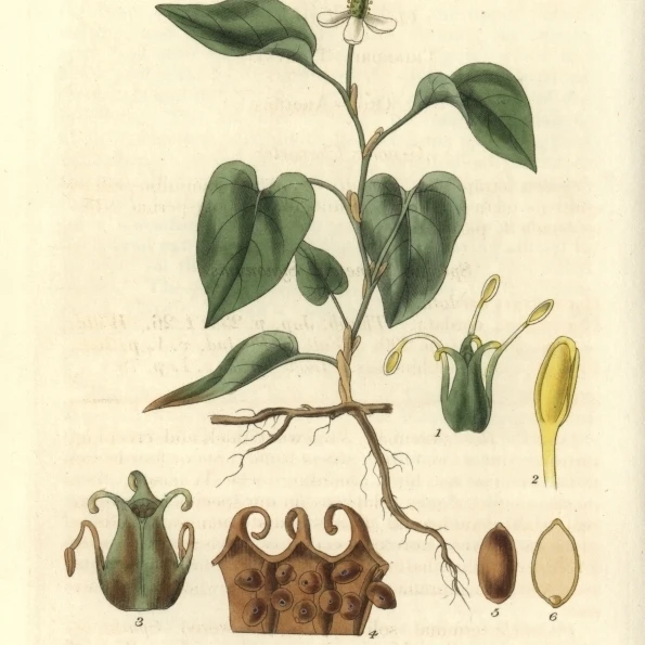Houttuynia Cordata Cordate с постером печать Florilegius Mary Evans (24X36)| |