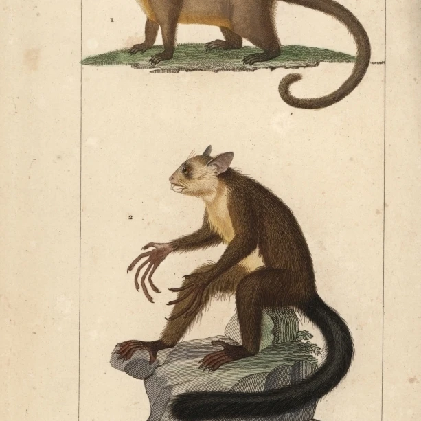 Kinkajou Potos Flavus And Aye Of Madagascara постер печать Florilegius Mary Evans (18X24)| |
