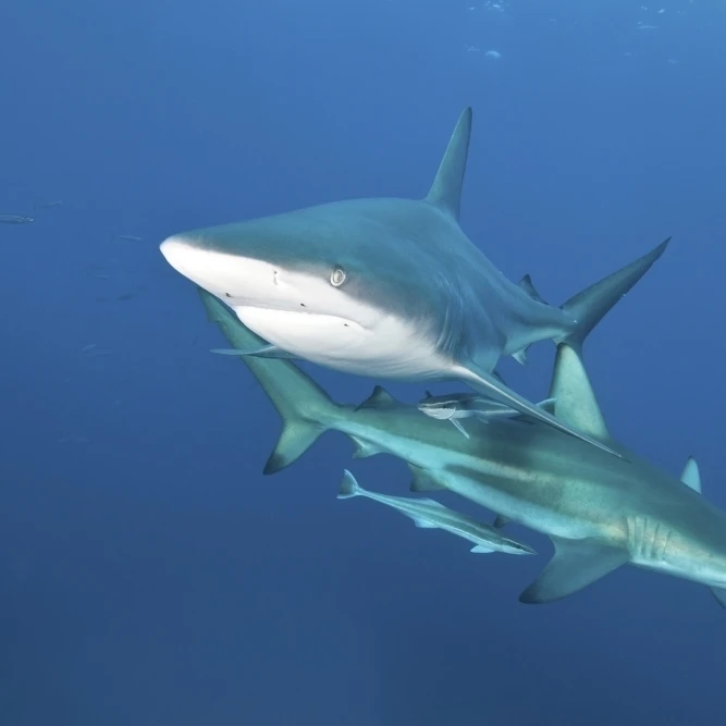 Океанические чёрные акулы с реморой в водах Aliwal Shoal Южная Африка плакат печать