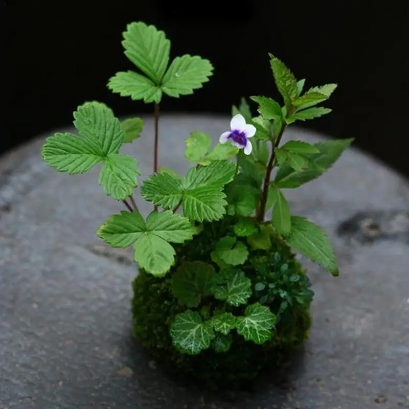 МХ шар мох бонсай персонализированный цветочный горшок Птичье гнездо цветочное