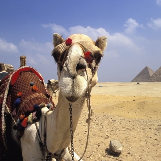 Крупным планом на верблюде смотреть камеру с пирамидами фоне Giza Egypt Print