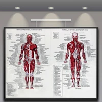 60cm80cm muscle system posters silk cloth anatomy chart human body school medical science educational supplies home decoration