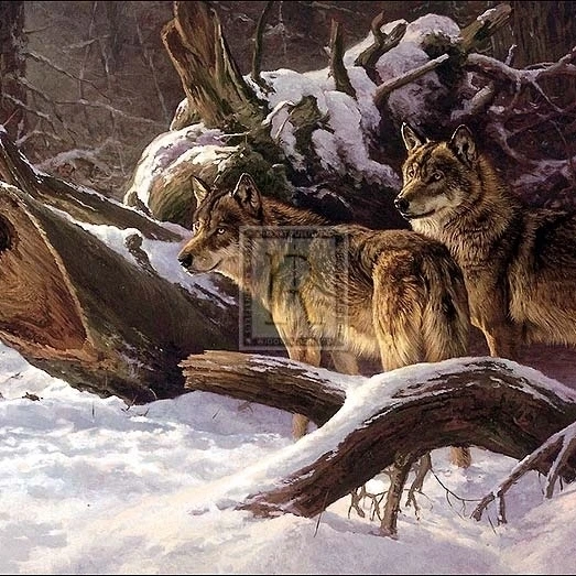 Волки зимой плакат печать Дик Ван Герд (39x27)|Таблички и знаки| |