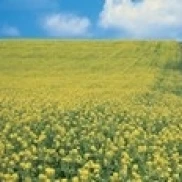 Oats & Rape Blossoms Biei чо камикава Хоккайдо постер Япония печать (36x12)|Таблички и знаки| |