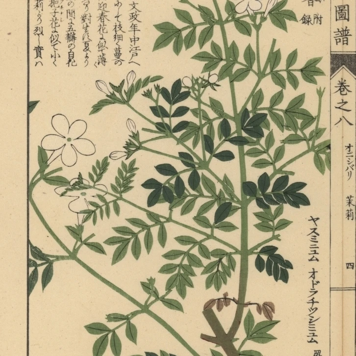 Испанский Жасмин Jasminum Grandiflorum плакат печать Florilegius Мэри Эванс (24X36)|Таблички и