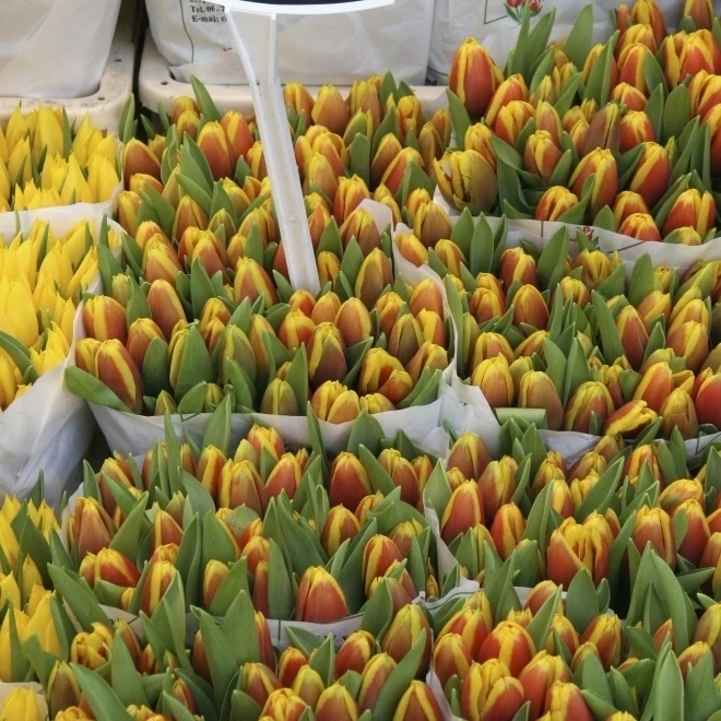 Тюльпаны для продажи в market Close Up Poster Print (12x19)|Таблички и знаки| |