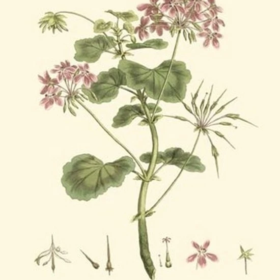 Маленький Розовый Florals IV (P) плакат печать Джон Миллер (13x19)|Таблички и знаки| |