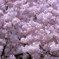 Фото США Вашингтон DC крупным планом вишневого цвета плакат печать (36x13) | Дом и сад