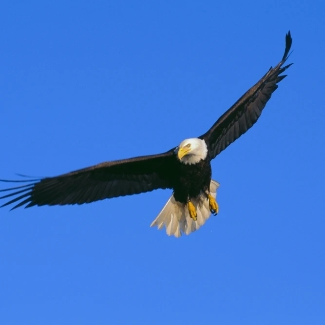 Alaska Inside Passage View Of A Bald Eagle In Flight Hunting Poster Print (19 x 12) | Дом и сад