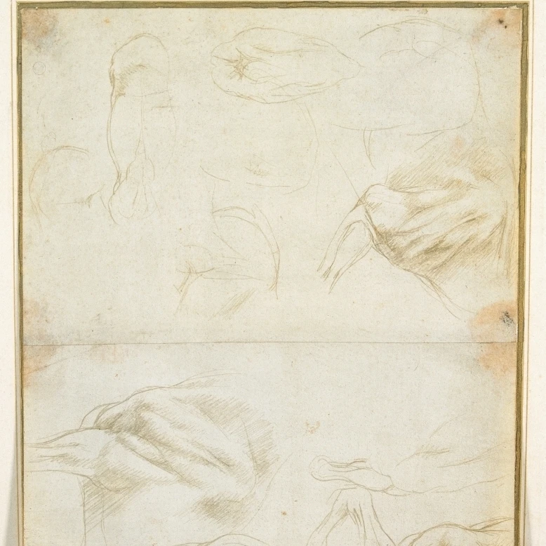 Исследование мышц лошади пределимбы плакат печать (24x36)|Таблички и знаки| |