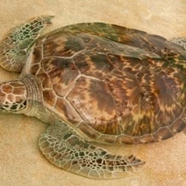 Сент Винсент Гренадины Old Hegg Turtle Sanctuary плакат печать Майклом дефрейтасом