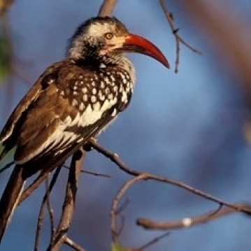 Zimbabwe Hwange NP Red billed hornbill птица плакат печать Уильямом саттоном (35x23)|Таблички и знаки|