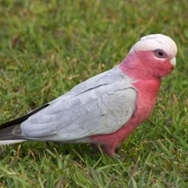 Галах птица Nambucca главы Новый Южный Уэльс Австралийский постер печать Дэвидом