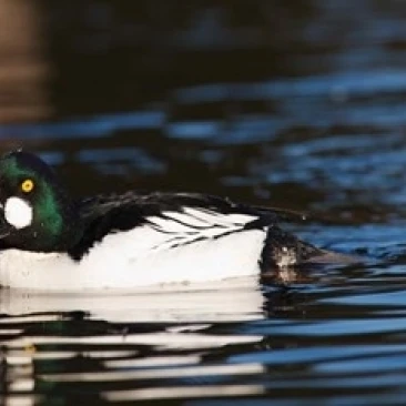 Британская Колумбия Ванкувер общий Goldeneye утка плакат печать Рик коричневый