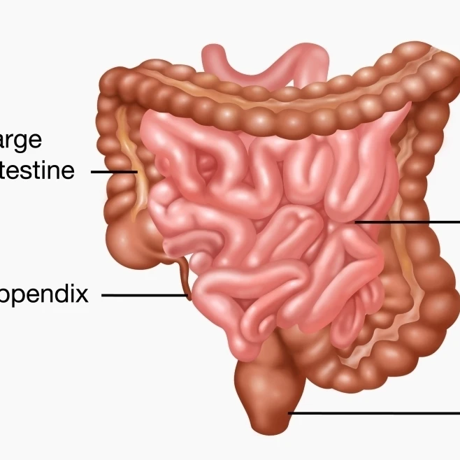 Постер человека нижней желудочно-кишечного тракта печать Гвен ShockeyScience Source (36x24) |