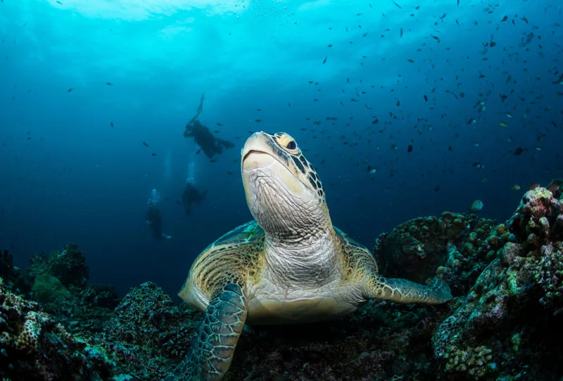 NiteScuba поднос с ручкой для дайвинга Locline flex light arm кронштейн камеры TG5 Gopro Sony Canon Nikon